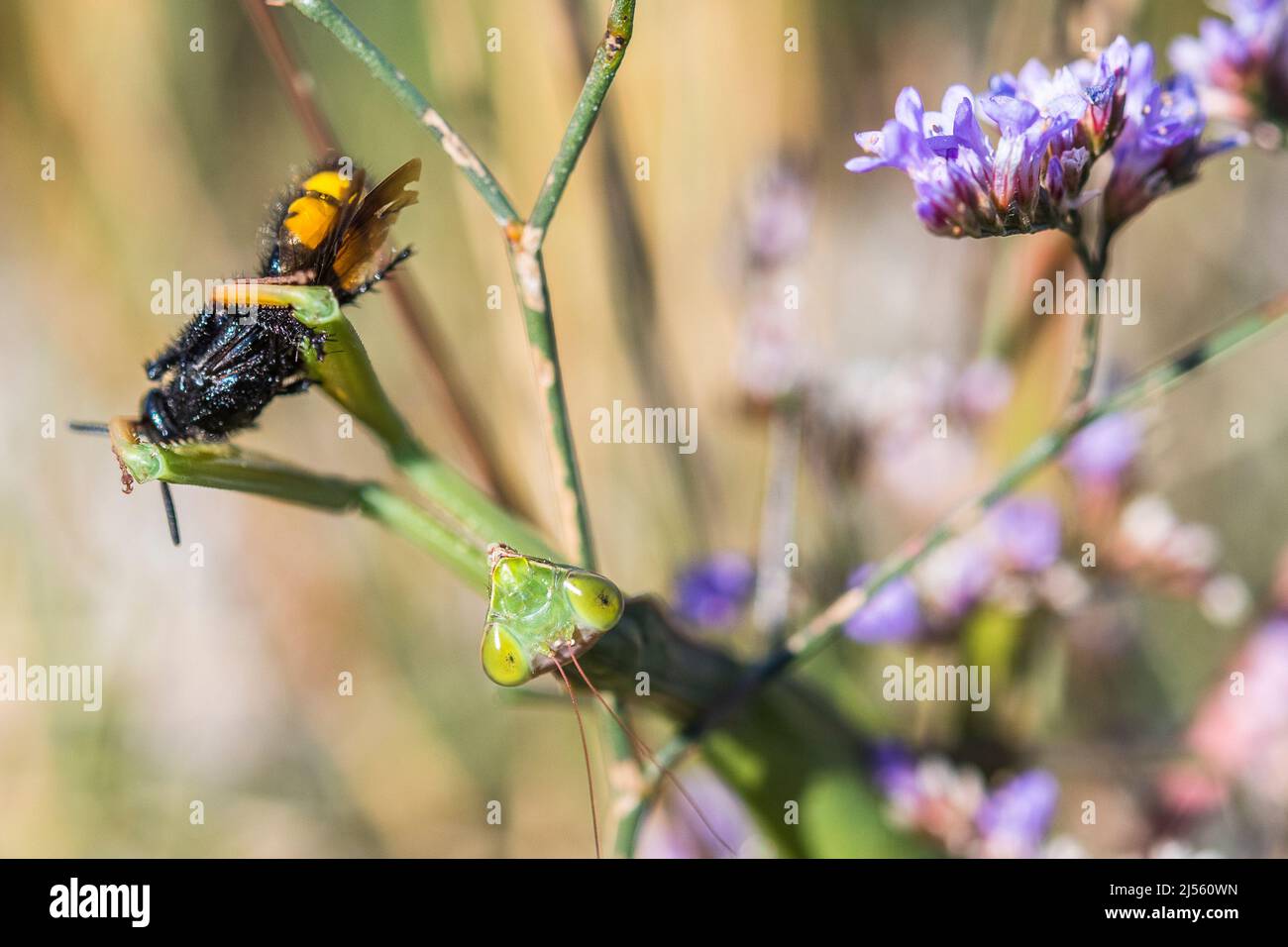 Die Europäische Gottesanbeterin oder Gottesanbeterin (Mantis religiosa) isst Scolia hirta, eine Wespe. Stockfoto