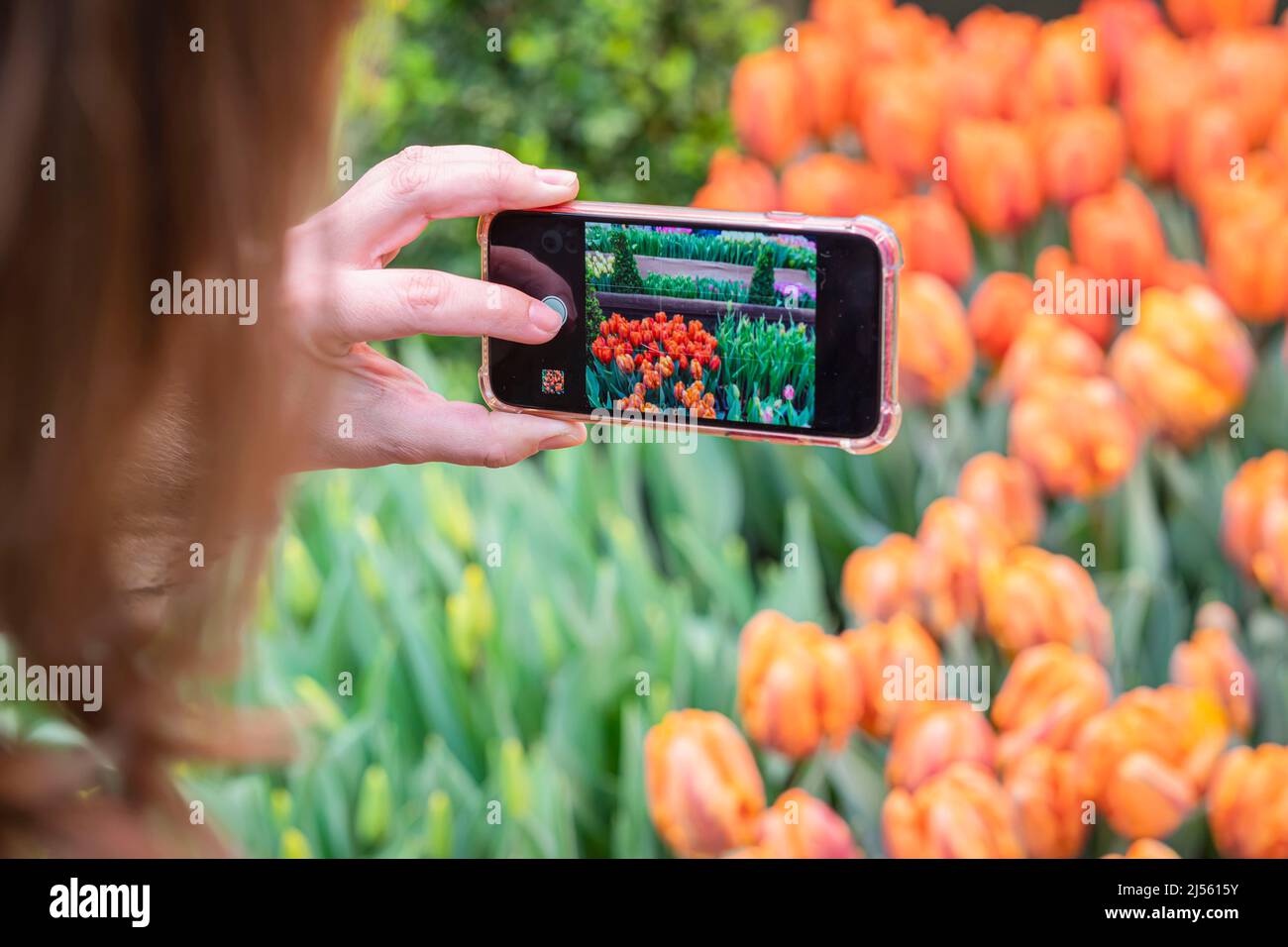 Nahaufnahme der Hände des Mädchens, das Smartphone gegen bunte, helle Frühlingsblumen hält, selektiver Fokus Stockfoto