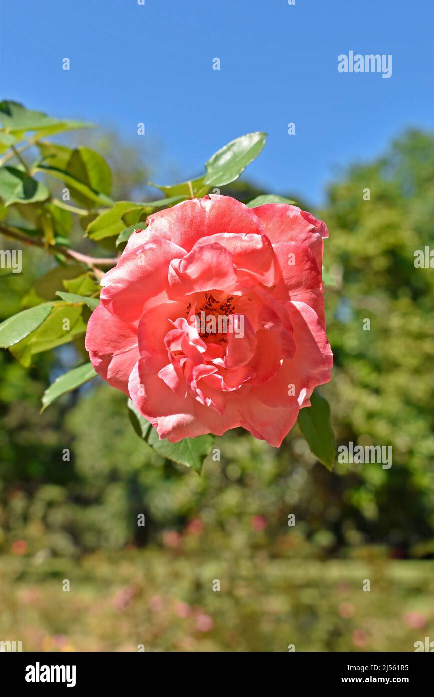 Korallenrose im Garten, Rio, Brasilien Stockfoto