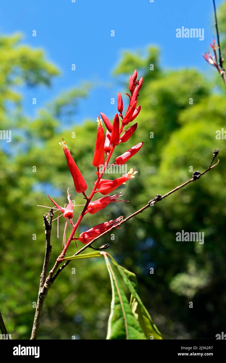 Stabholz, Sironum- oder Bitterholzblumen (Quassia amara), Heilpflanze Stockfoto