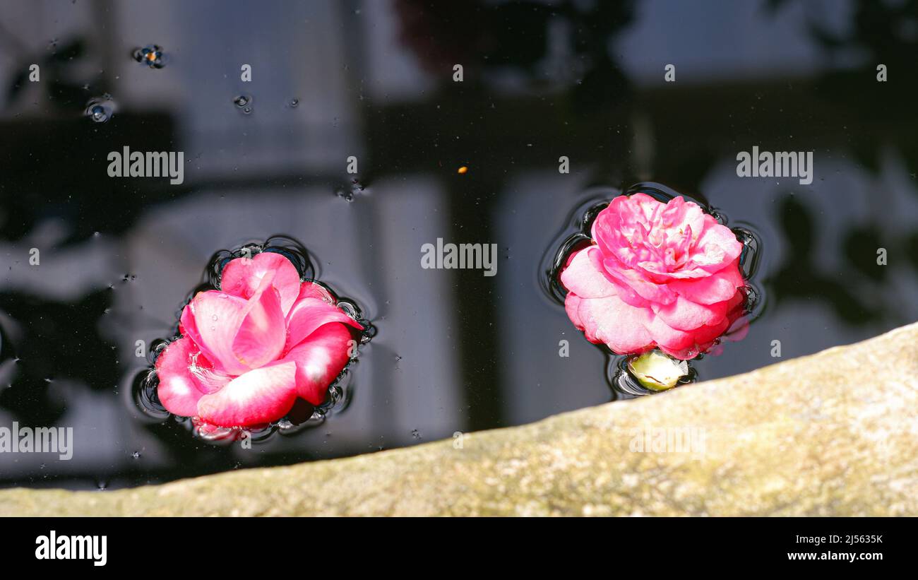 Zwei stammlose, helle Rosen, die aus dem Garten gezupft wurden, schweben auf der dunklen Wasseroberfläche. Ein flacher Wasserbehälter in einem japanischen Garten wird zum Bewässern verwendet Stockfoto