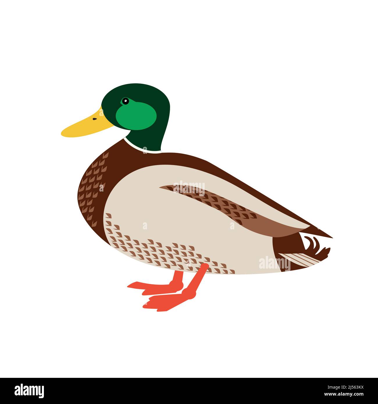 Wild Duck Standing Flat Color Vektor-Symbol. Bunte drake Vogel isoliert auf weißem Hintergrund. Grüner Kopf Mallard männliche Ente Design Element Illustration Stock Vektor