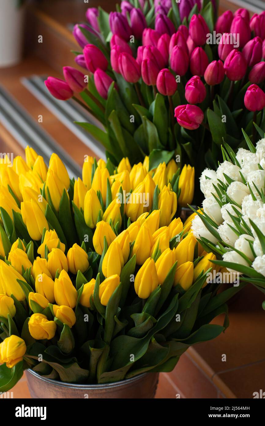 Viele verschiedene Farben auf dem Standtisch im Blumenladen. Präsentieren. Hintergrund der Mischung aus Blumen. Schöne Blumen für Katalog oder Online-Shop. Fl Stockfoto
