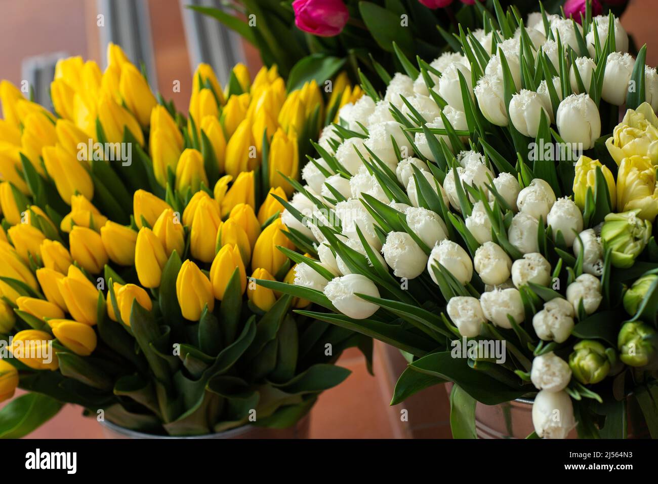 Viele verschiedene Farben auf dem Standtisch im Blumenladen. Präsentieren. Hintergrund der Mischung aus Blumen. Schöne Blumen für Katalog oder Online-Shop. Fl Stockfoto