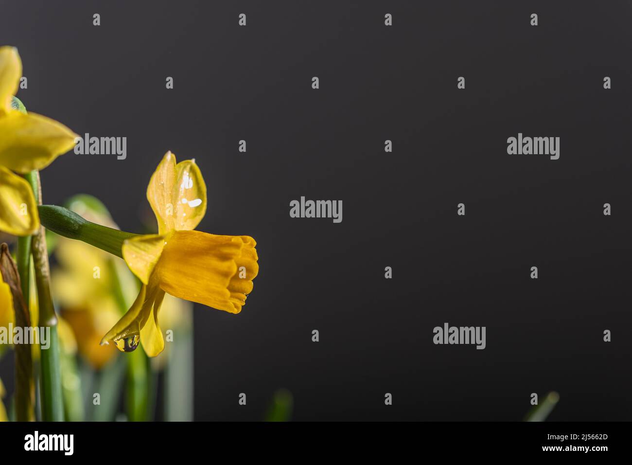 Gelbe Narzissen Blumenstrauß in Blüte auf schwarzem Hintergrund Stockfoto