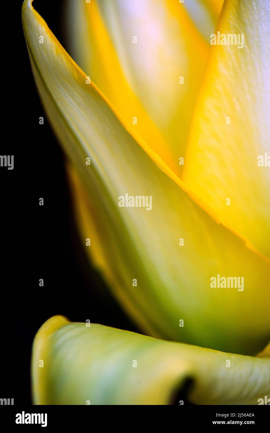 Eine Nahaufnahme einer gelben Tulpe. Stockfoto