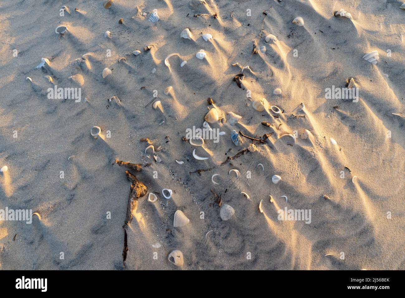 Muscheln, die am Strand von der Brandung auf South Padre Island, Texas, gespült wurden. Die meisten Schalen sind einzelne Hälften von Zweiventilgehäusen. Stockfoto