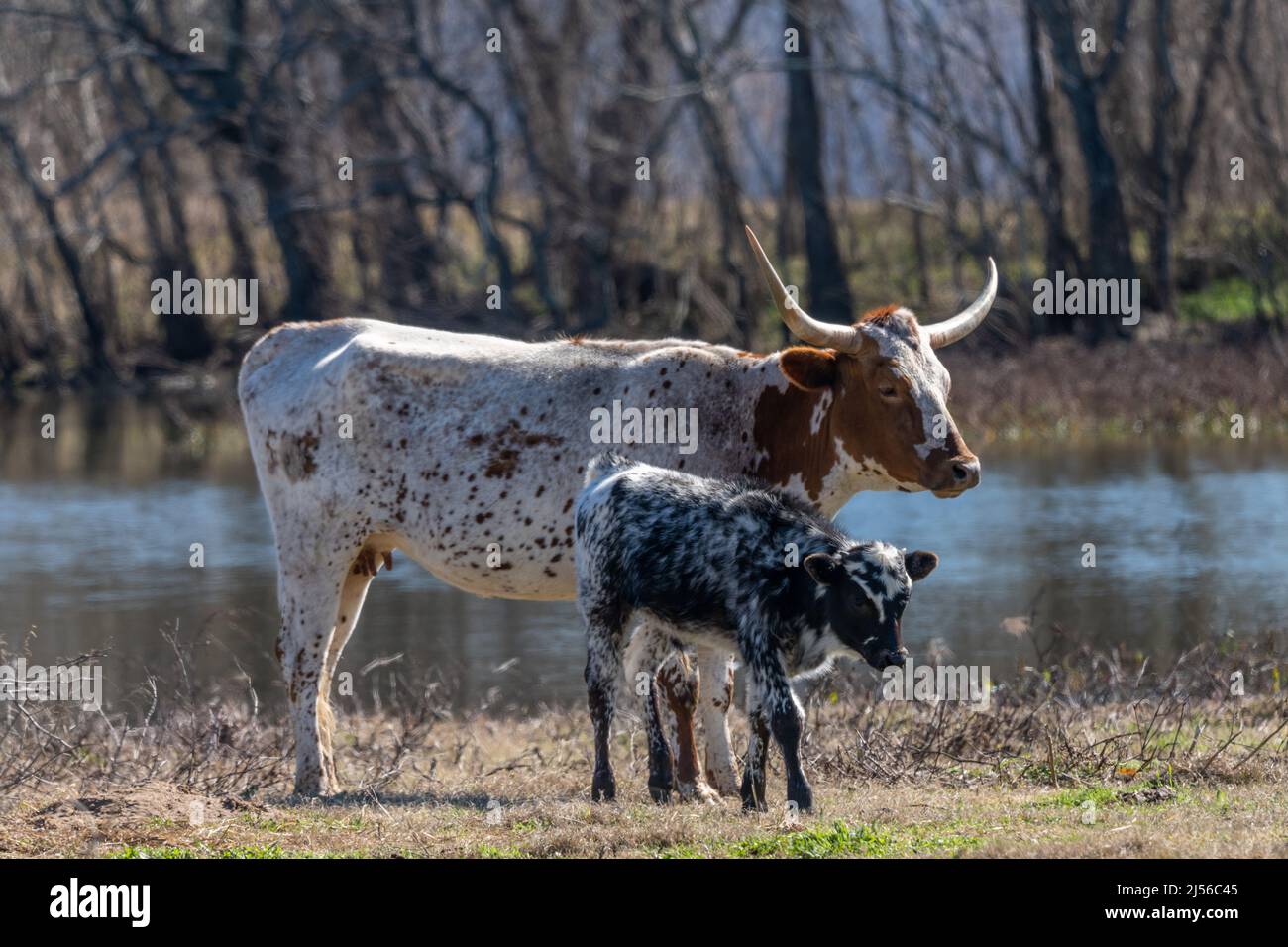 Eine texanische Longhorn-Kuh mit ihrem Kalb auf einer Ranch in Texas. Stockfoto