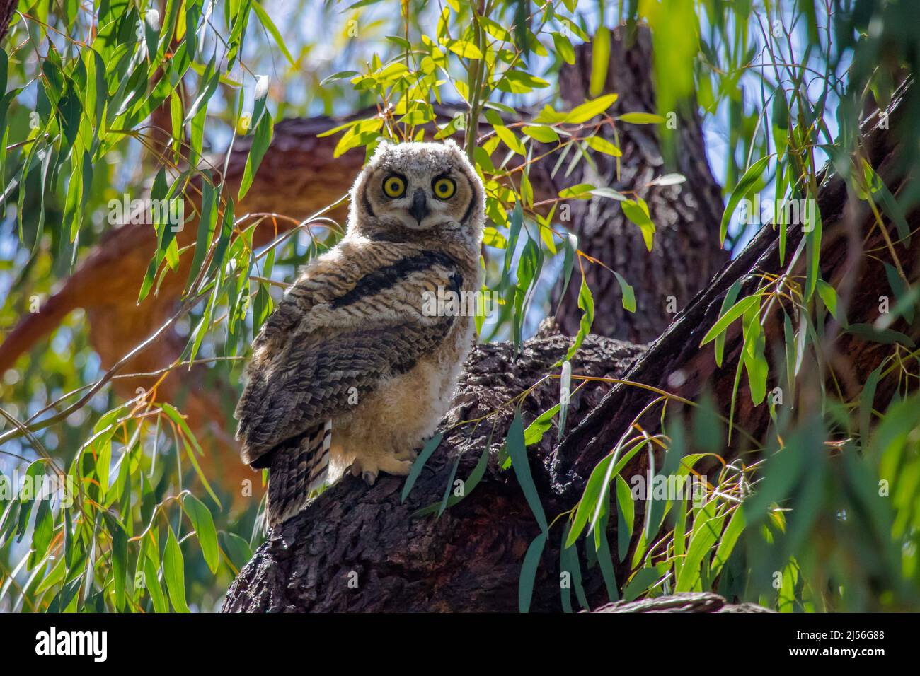 Die Habichtskauzeule Bubo virginianus thront auf einem Ast in ihrem natürlichen Lebensraum in der Stadt Irvine, Orange County, Kalifornien Stockfoto