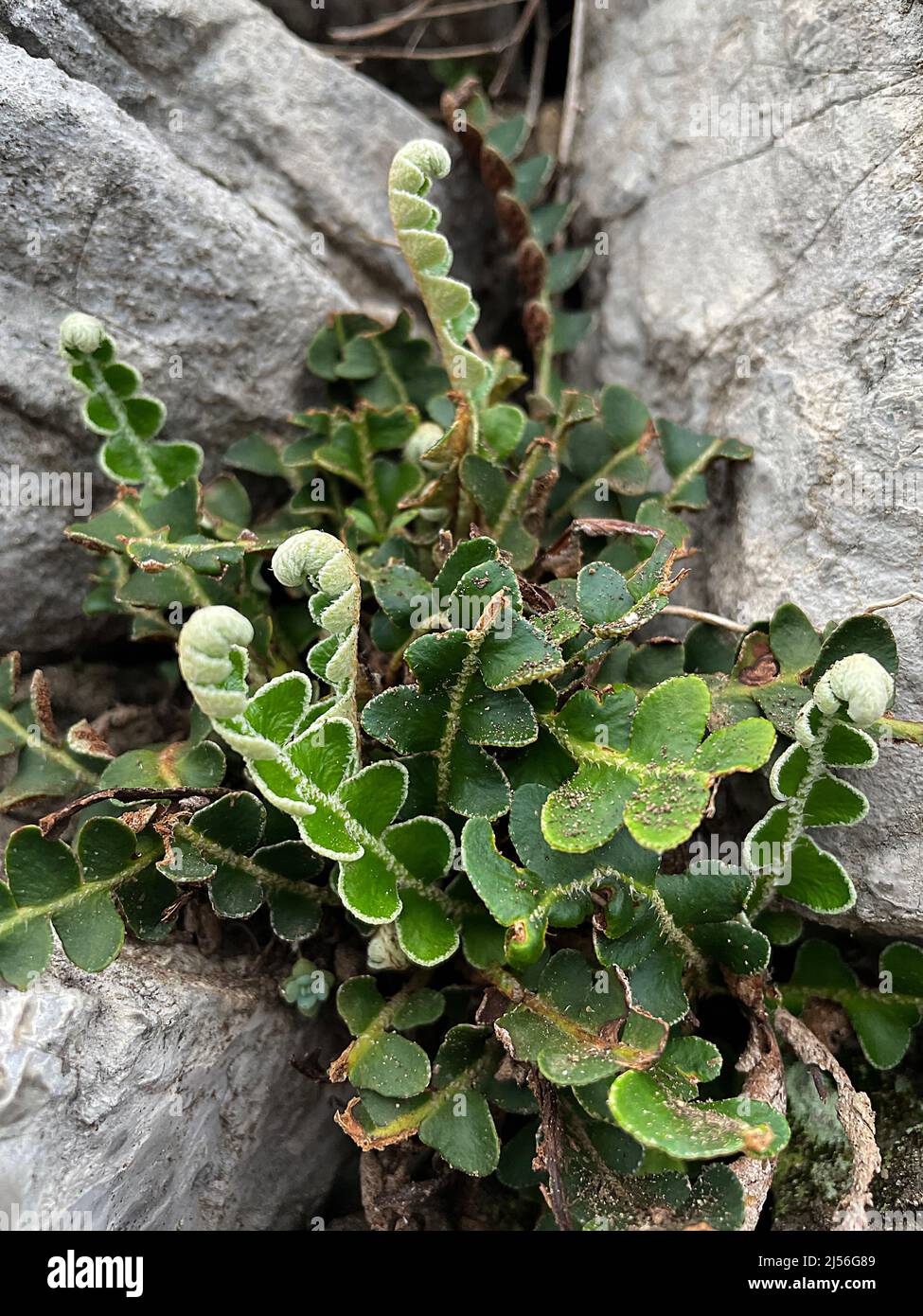 Rustyback Farn (Asplenium ceterach) wächst auf den Bergen der Amalfiküste, Italien Stockfoto