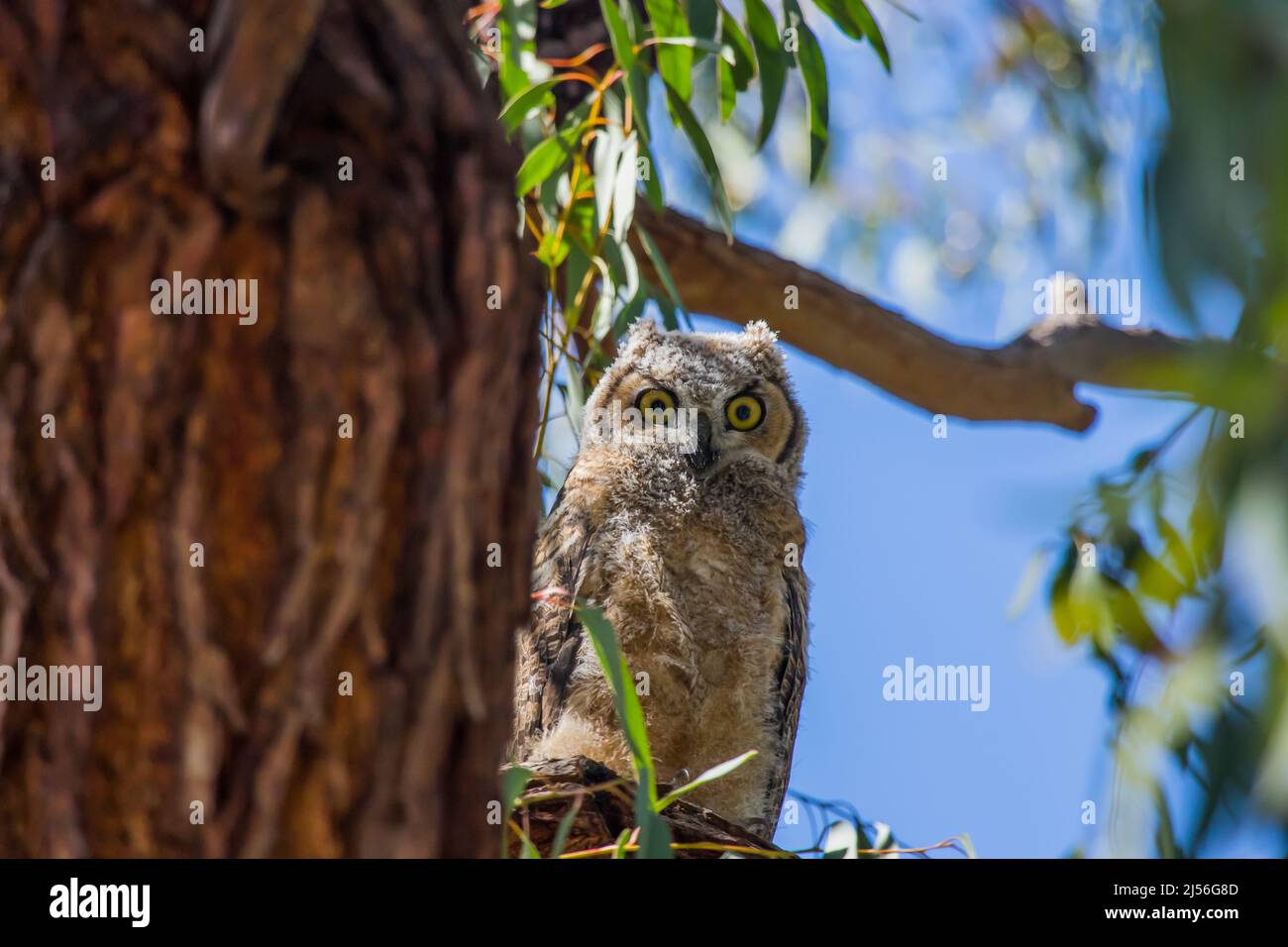 Die Habichtskauzeule Bubo virginianus thront auf einem Ast in ihrem natürlichen Lebensraum in der Stadt Irvine, Orange County, Kalifornien Stockfoto