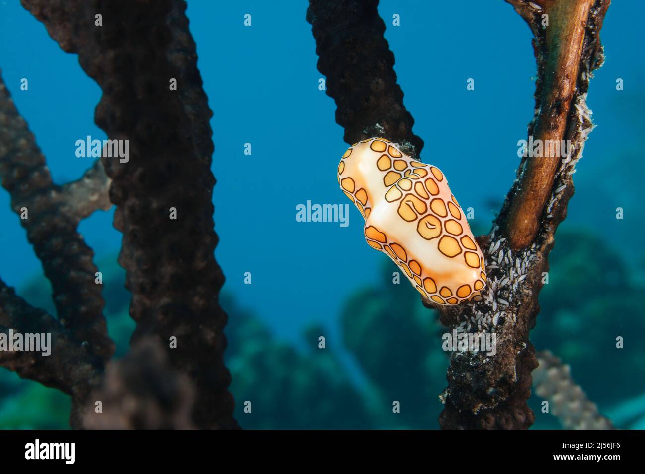 Ein Blick auf eine Flamingozunge, Cyphoma gibbosum, die sich vom Fleisch einer weichen Koralle ernährt, Bonaire, Niederländische Antillen, Karibik. Stockfoto