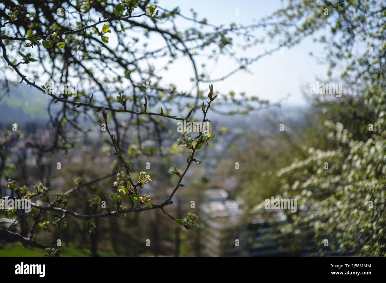 Im Frühjahr sprießende Knospen auf alten Bäumen - alles beginnt Zum Blühen Stockfoto