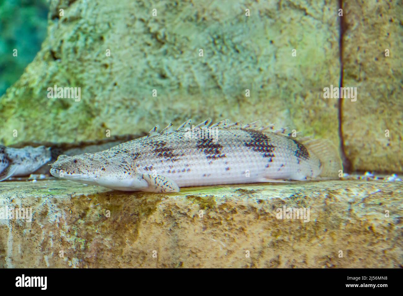 Der gesattelte Bichir (Polypterus endlicheri). Der Körper ist lang und etwa so tief wie breit. Eine gezackte Rückenflosse verläuft am meisten des Körpers entlang. Stockfoto