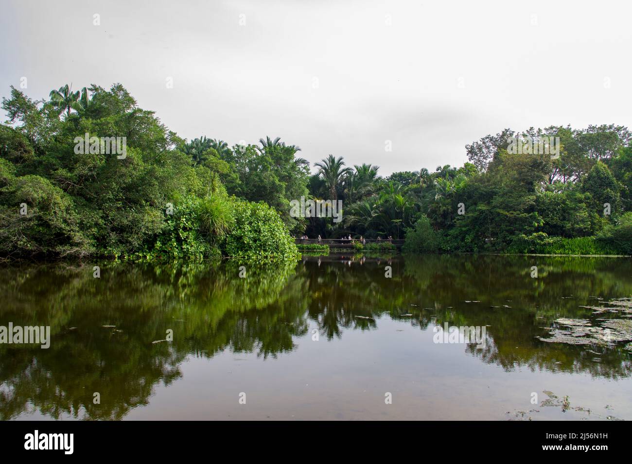 Der Blick auf den Eco Lake im Botanischen Garten Singapur. Seit 2013 zählt sie zu den beliebtesten Parks Asiens und wurde als UNESCO-Weltkulturerbe ausgezeichnet Stockfoto