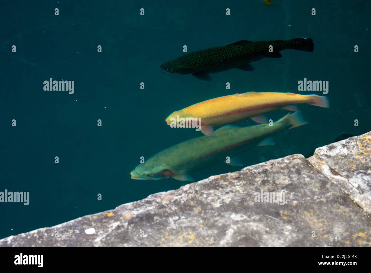 Drei Fische in drei Farben schwimmen zusammen in den klaren Gewässern von Missouri neben einer Zementwand. Die Farbvariationen sind auffällig. Bokeh Stockfoto
