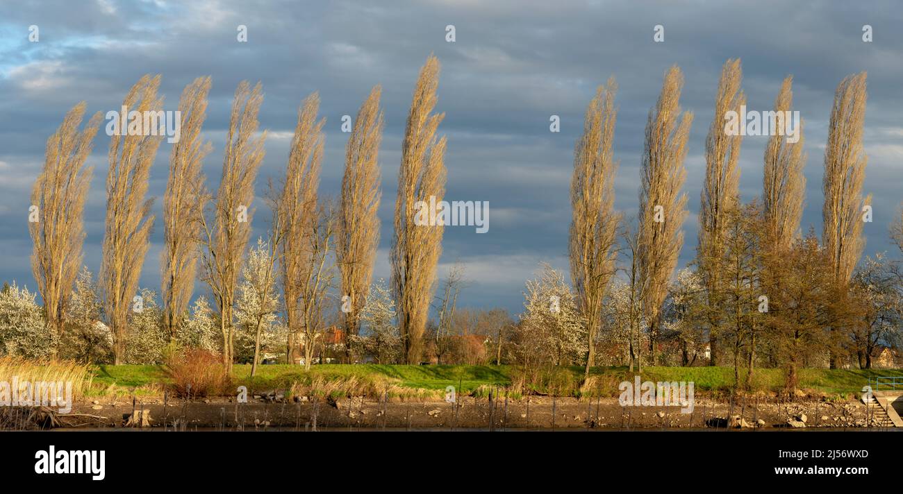 Pappel (Populus) Bäume wachsen am Flussufer. Cottonwood Bäume in einer Reihe im Frühjahr. Stockfoto