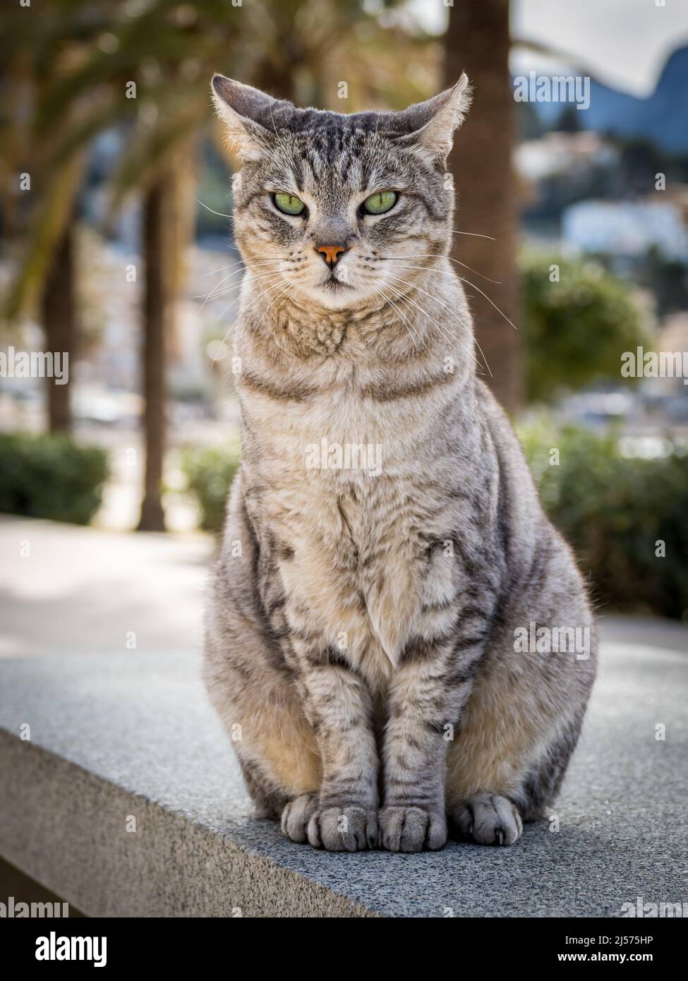 Vorderansicht einer grauhaarigen Hauskatze mit grünen Augen, die auf einer Granitoberfläche sitzen und die Kamera aufmerksam betrachten. Mit Fokus auf den Vordergrund Stockfoto
