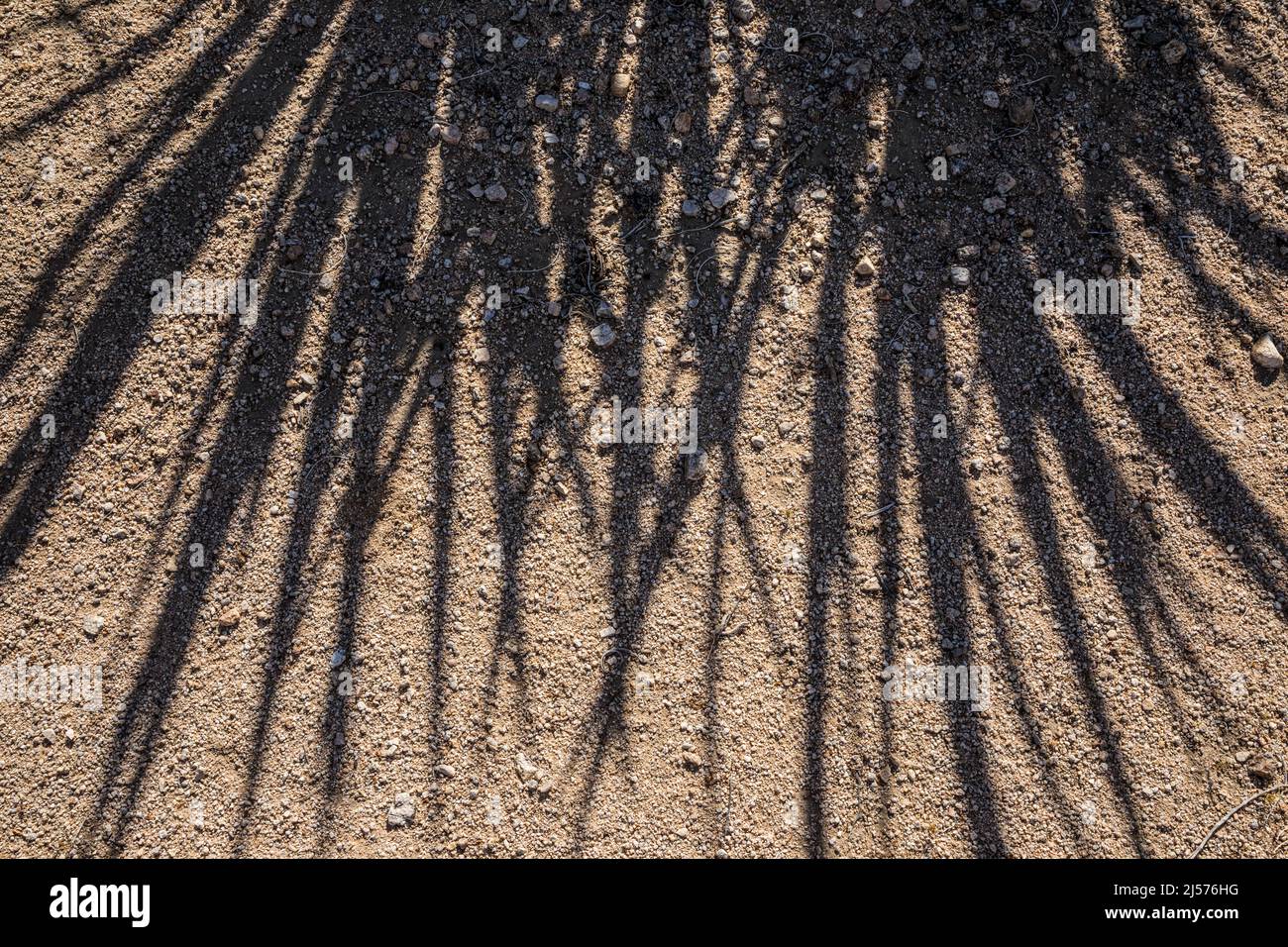 Schatten von Yucca-Blättern auf dem trockenen Wüstenboden, Joshua Tree National Park, Kalifornien, USA. Stockfoto