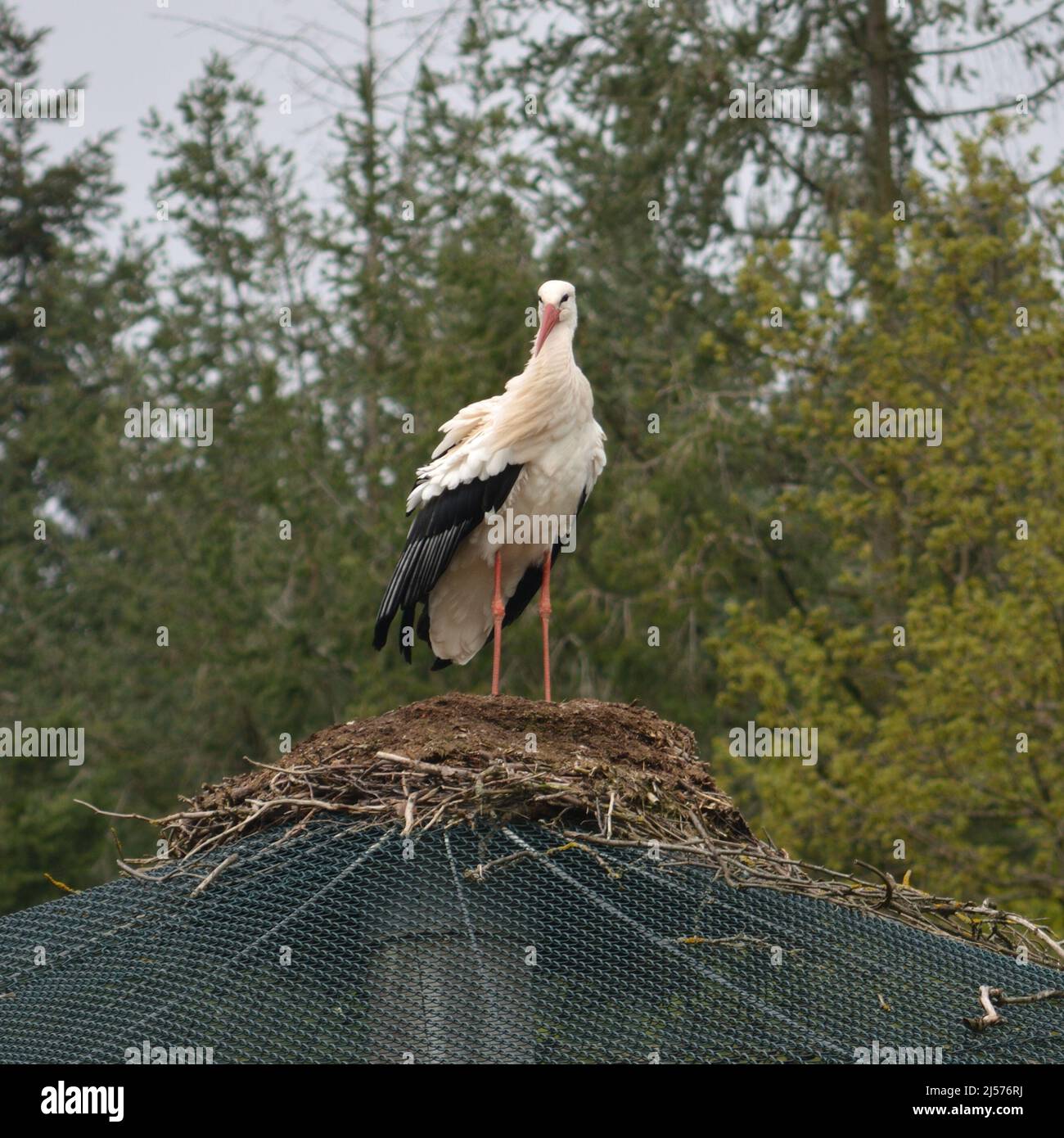 Der Storch kehrt in den Frühlingsmonaten zu seinem Nest zurück, dem Nest des Storchs Stockfoto