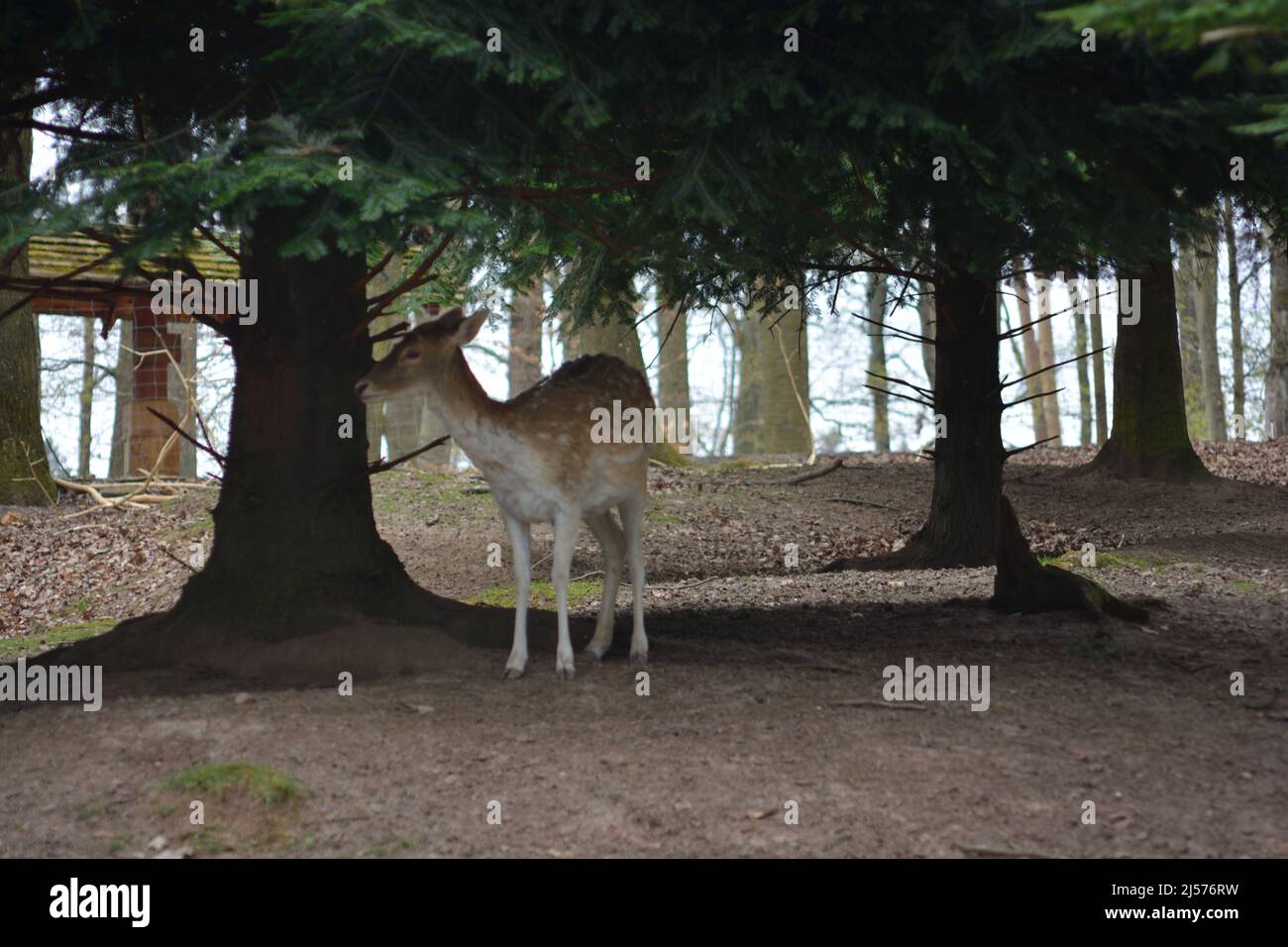 Ein Hirsch, der unter einem Baum in Tripsdrill, Süddeutschland, steht Stockfoto