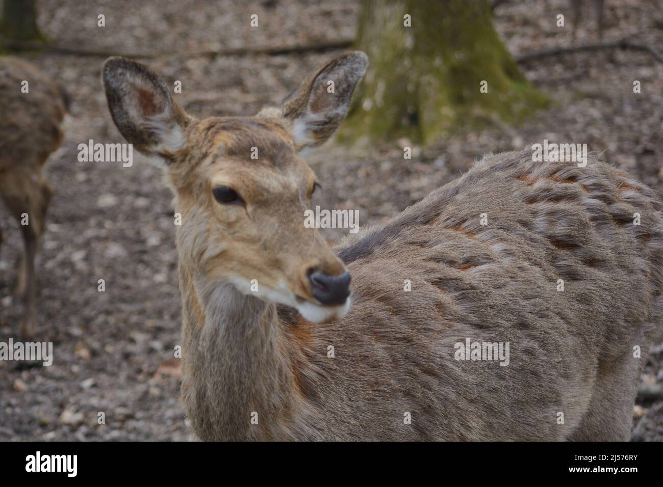 Ein Hirsch, der unter einem Baum in Tripsdrill, Süddeutschland, steht Stockfoto
