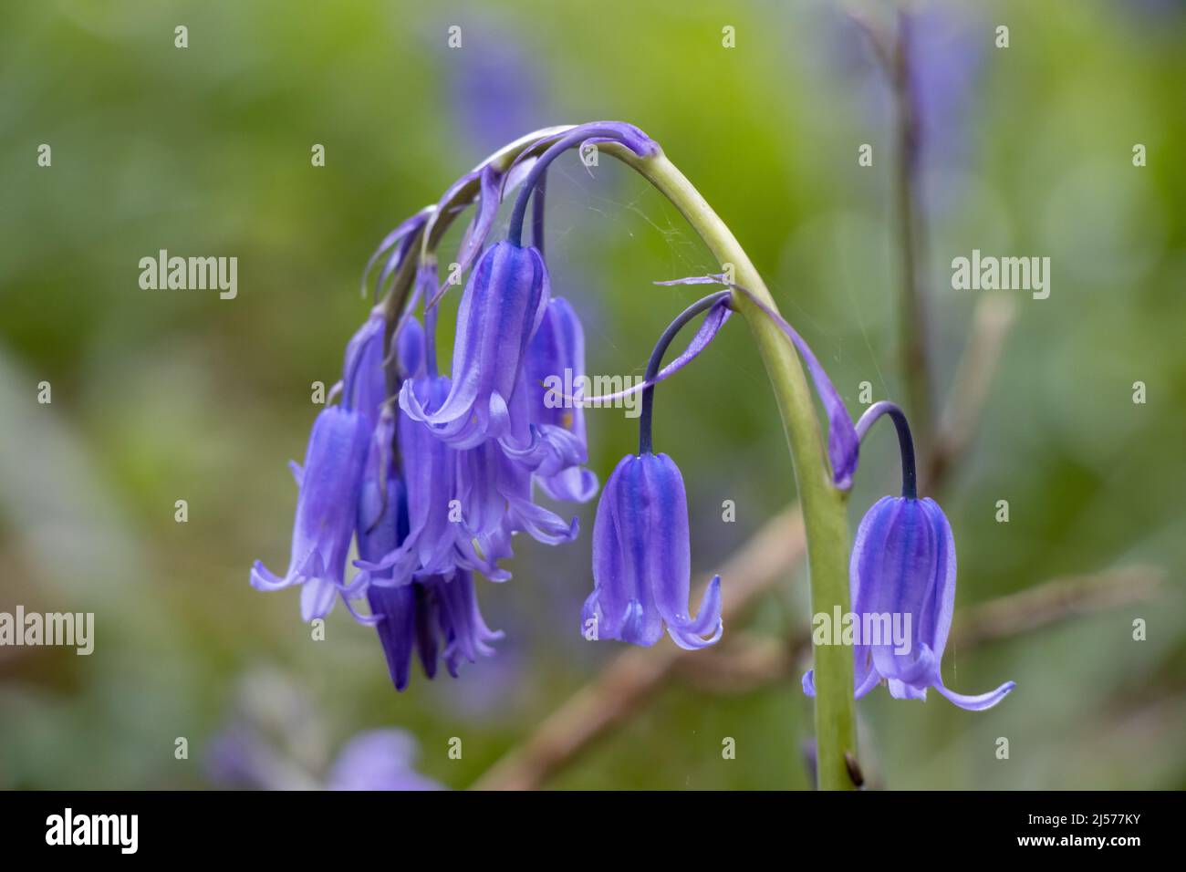 Englische bluebell wild Flowers close up. Blüht. Stockfoto