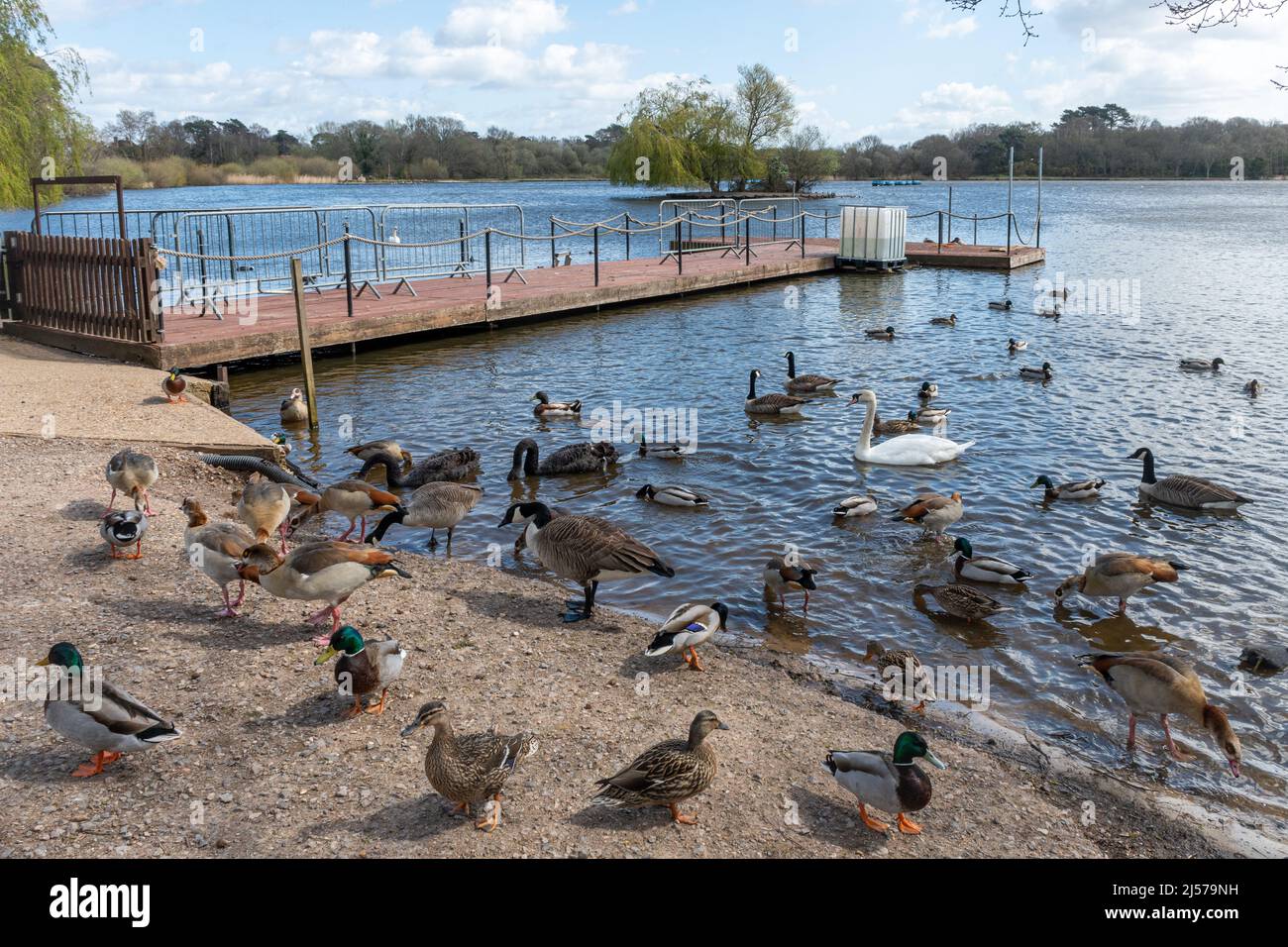 Verschiedene Wasservögel, einschließlich Enten, Schwäne und Gänse, im Petersfield Heath Pond in Hampshire, England, Großbritannien Stockfoto