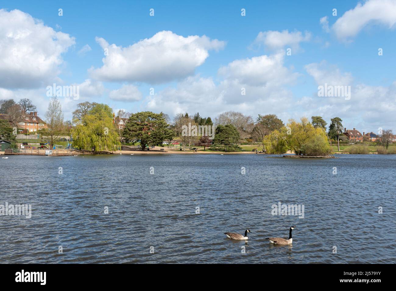 Blick auf den Petersfield Heath Pond im Frühling, einem Schönheitsort in Hampshire, England, Großbritannien Stockfoto