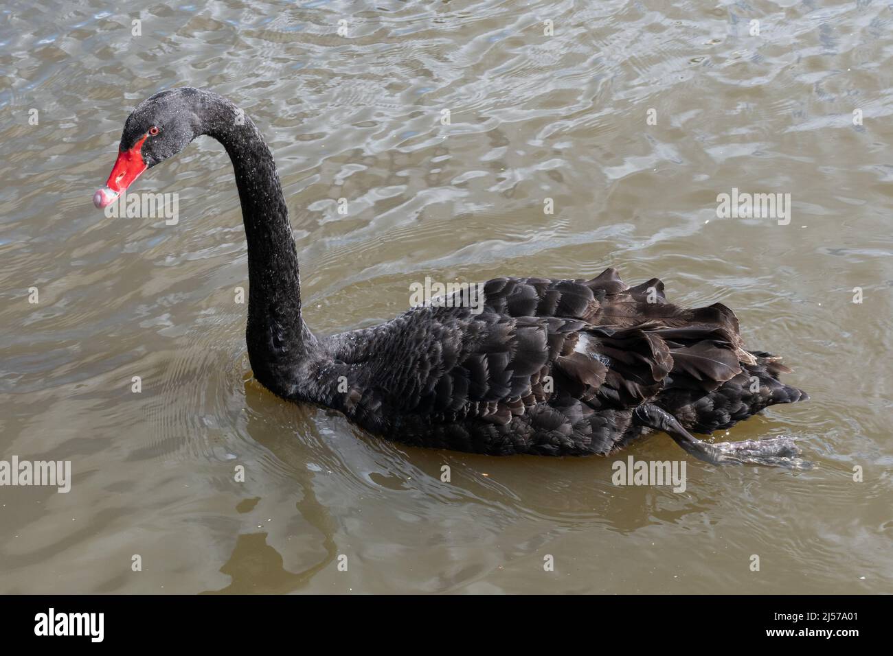 Schwarzer Schwan (Cygnus atratus), große Vogelarten, die auf einem See schwimmen Stockfoto