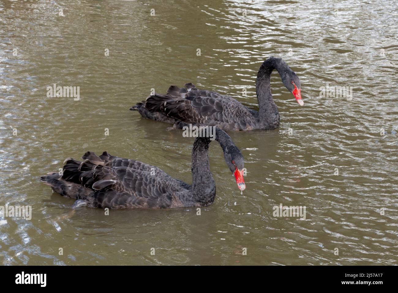 Paar schwarze Schwäne (Cygnus atratus), große Vogelarten, die auf einem See schwimmen Stockfoto