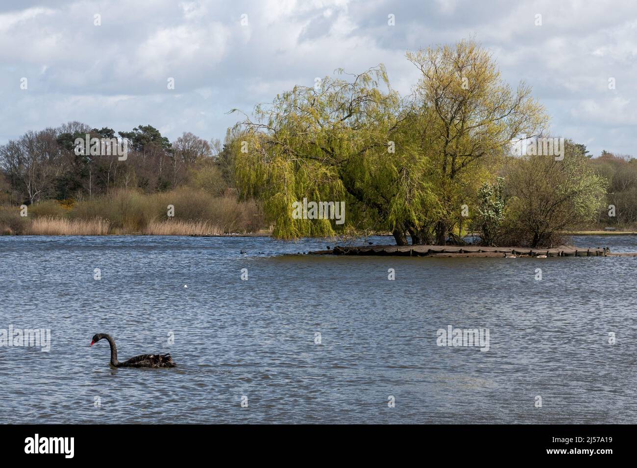 Blick auf Petersfield Heath Pond in Spring, einem Schönheitsort in Hampshire, England, Großbritannien, mit einem schwarzen Schwan (Cygnus atratus) auf dem Wasser Stockfoto