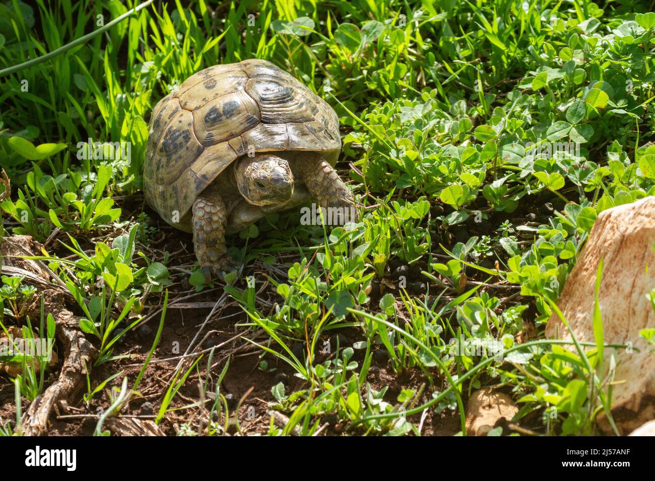 Mittelmeer-Schildkröte Thighed Schildkröte Griechische Schildkröte (Testudo graeca) Stockfoto