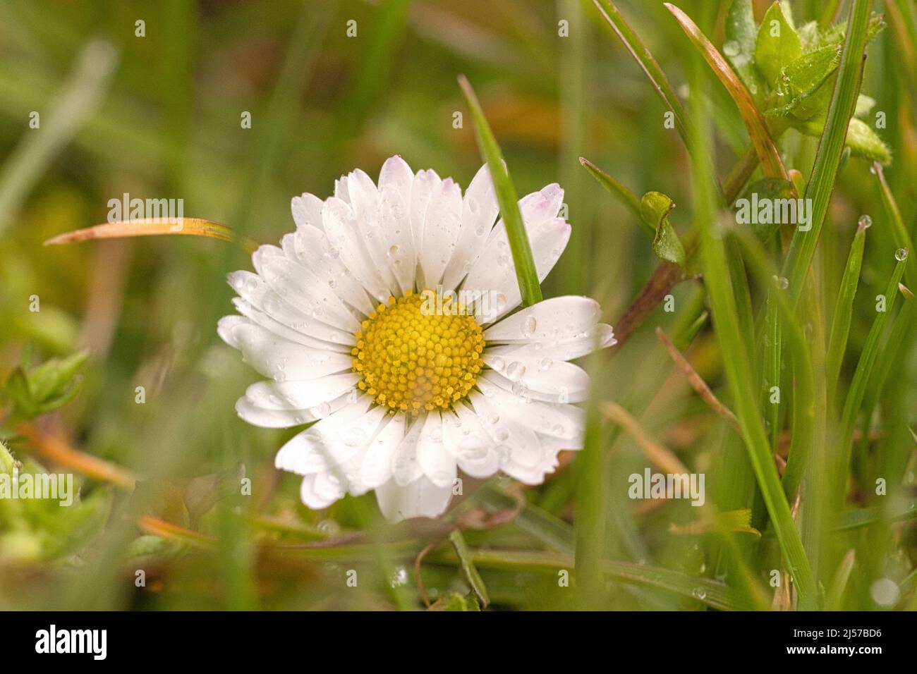 Gänseblümchen auf einer Wiese. Weiße rosa Blüten auf der grünen Wiese. Zarte Farben in der Natur Stockfoto