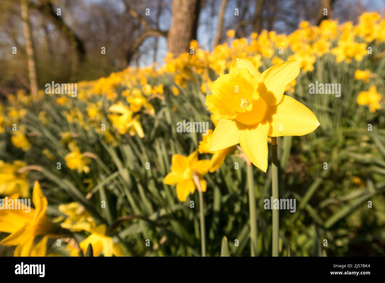 Ein Feld von Narzissen in der Frühlingssonne Stockfoto