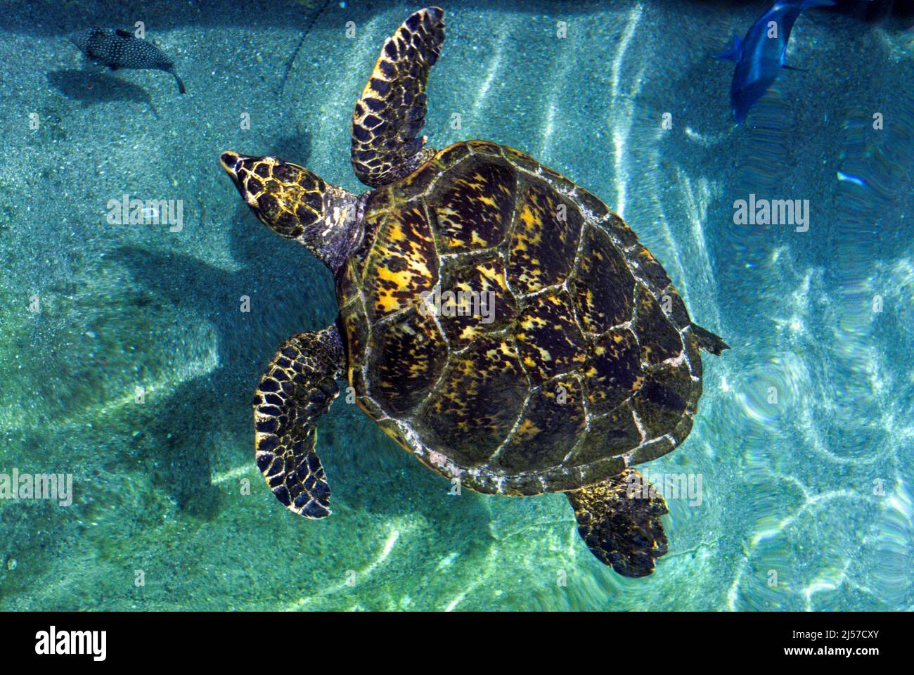 Karettschildkröte (Eretmochelys imbricata) Stockfoto