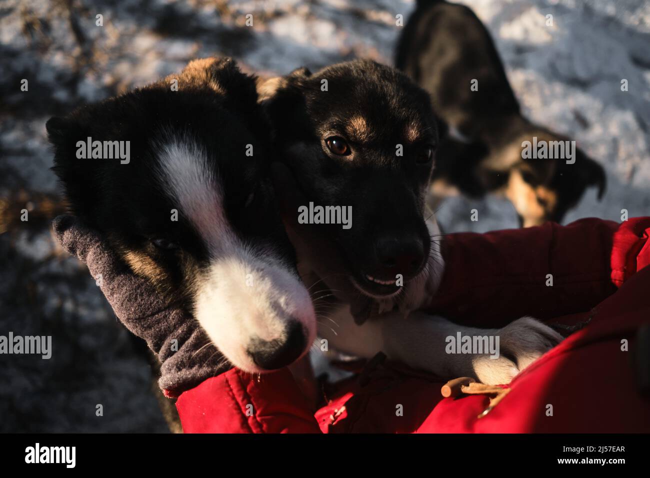 Die Mündung des Hundes mit den Händen zu berühren, ist ein Nahaufnahme-Porträt. Frau kam in ein Tierheim, um einen Hund für sich selbst zu wählen. Nördliche Schlittenwelpen Alaska Stockfoto