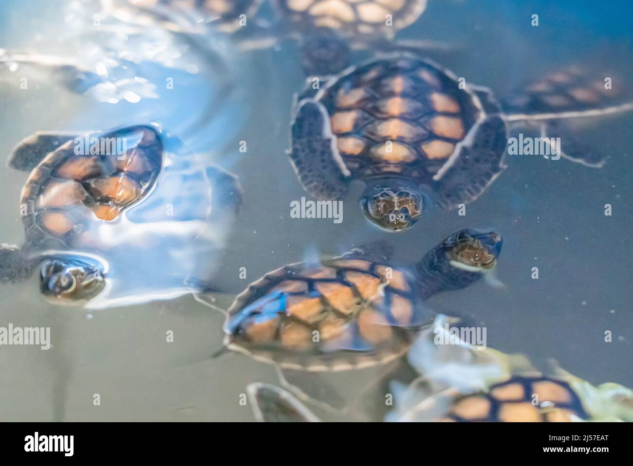 Kleine Babyschildkröten schwimmen im Pool. Sansibar, Tansania Stockfoto