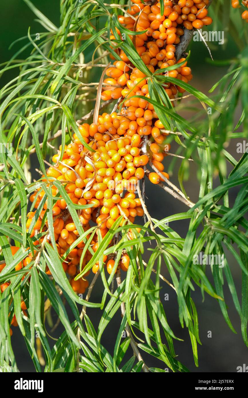 Hippophae Rhamnoides, „Hikul“. Sanddorn „Hikul“. Orange Beeren im frühen Herbst. Stockfoto
