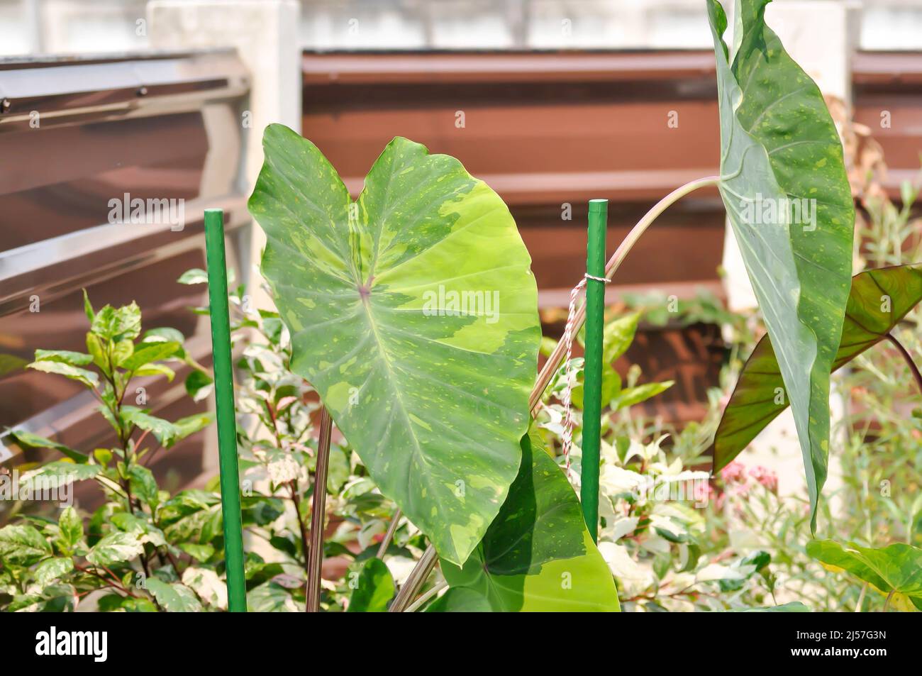 Colocasia esculenta, Lemon Lime Gecko oder Colocasia Pflanze Stockfotografie Alamy