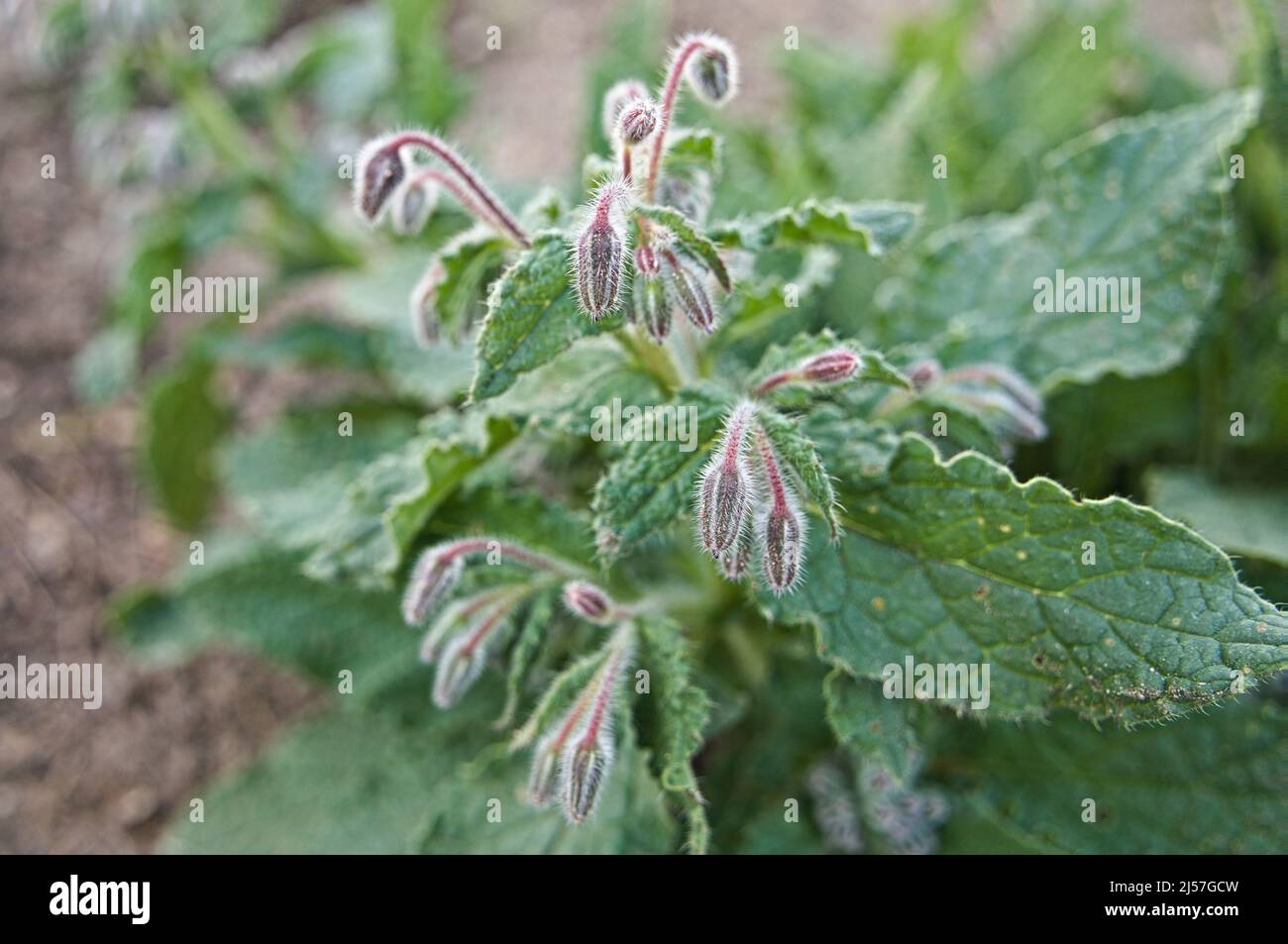Blühendes Bienenbrot im Detail Stockfoto