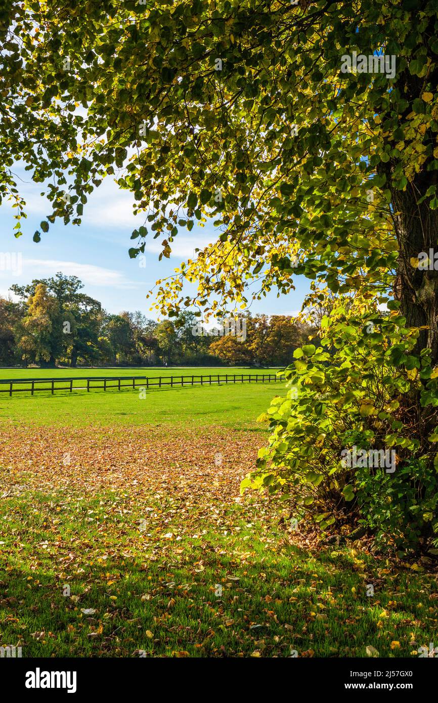 Wunderschöne Herbstfarben im Cirencester Park auf dem Bathurst Estate in Gloucestershire. Stockfoto