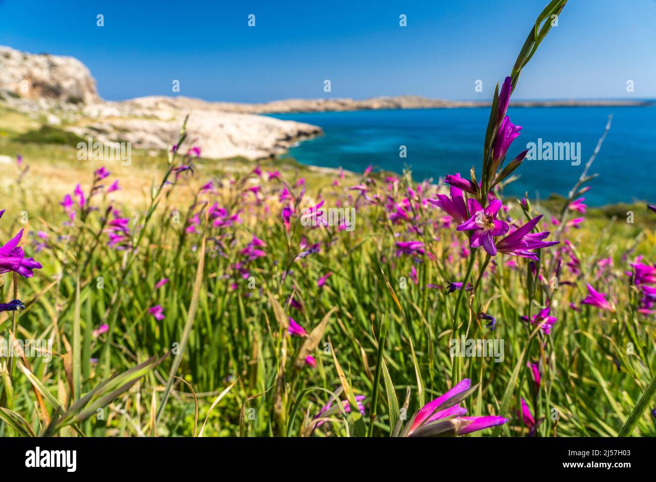 Frühlingsblumen Italienische Gladiole in der Landschaft der Halbinsel Kap Greco, Agia Napa, Zypern, Europa | Frühlingsblumen italienischer Gladiolus bei Cap Stockfoto