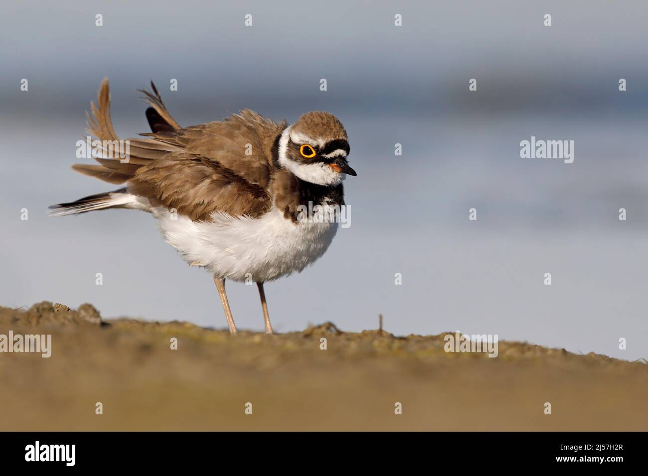 Little Ringed Pluver, Fiumicino (RM), Italien, Mai 2017 Stockfoto