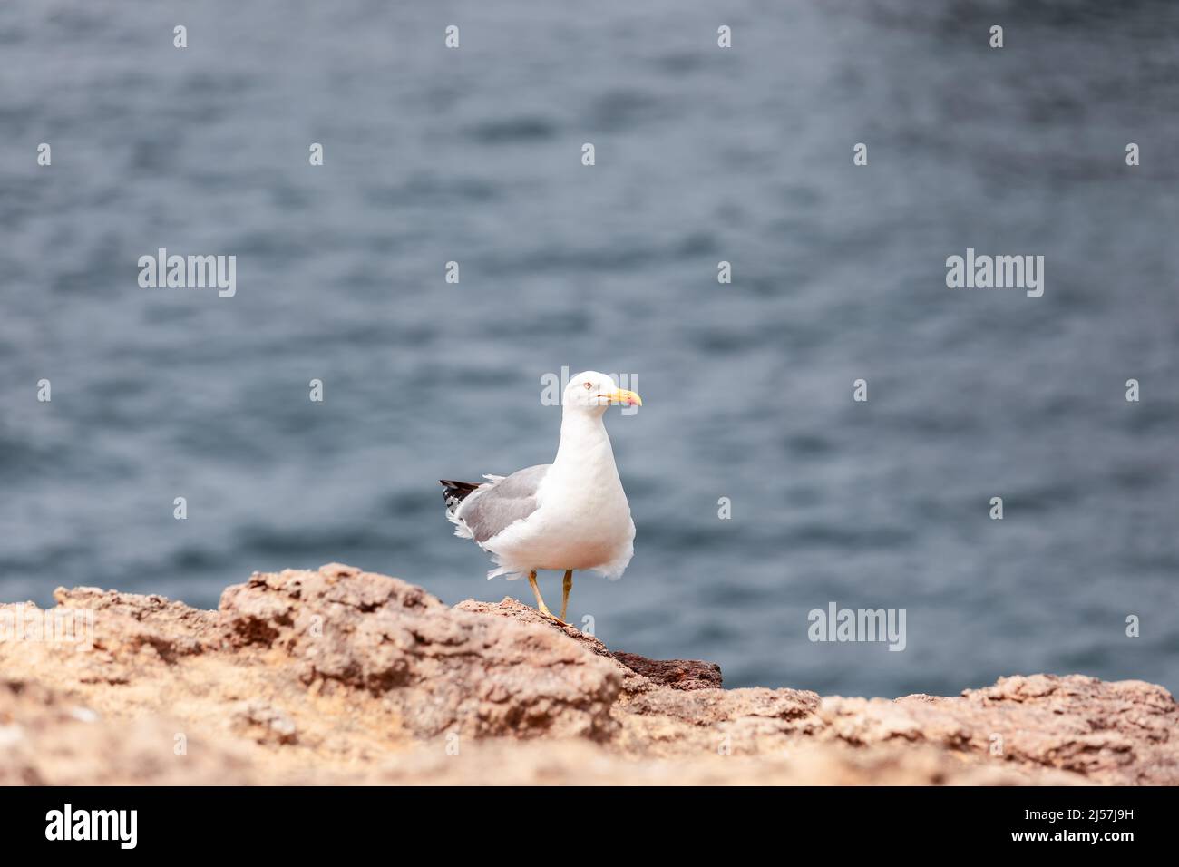 Kleine neugierige Silbermöwe auf Felsen entlang der Stadt Biarritz blickt auf den Fotografen Stockfoto