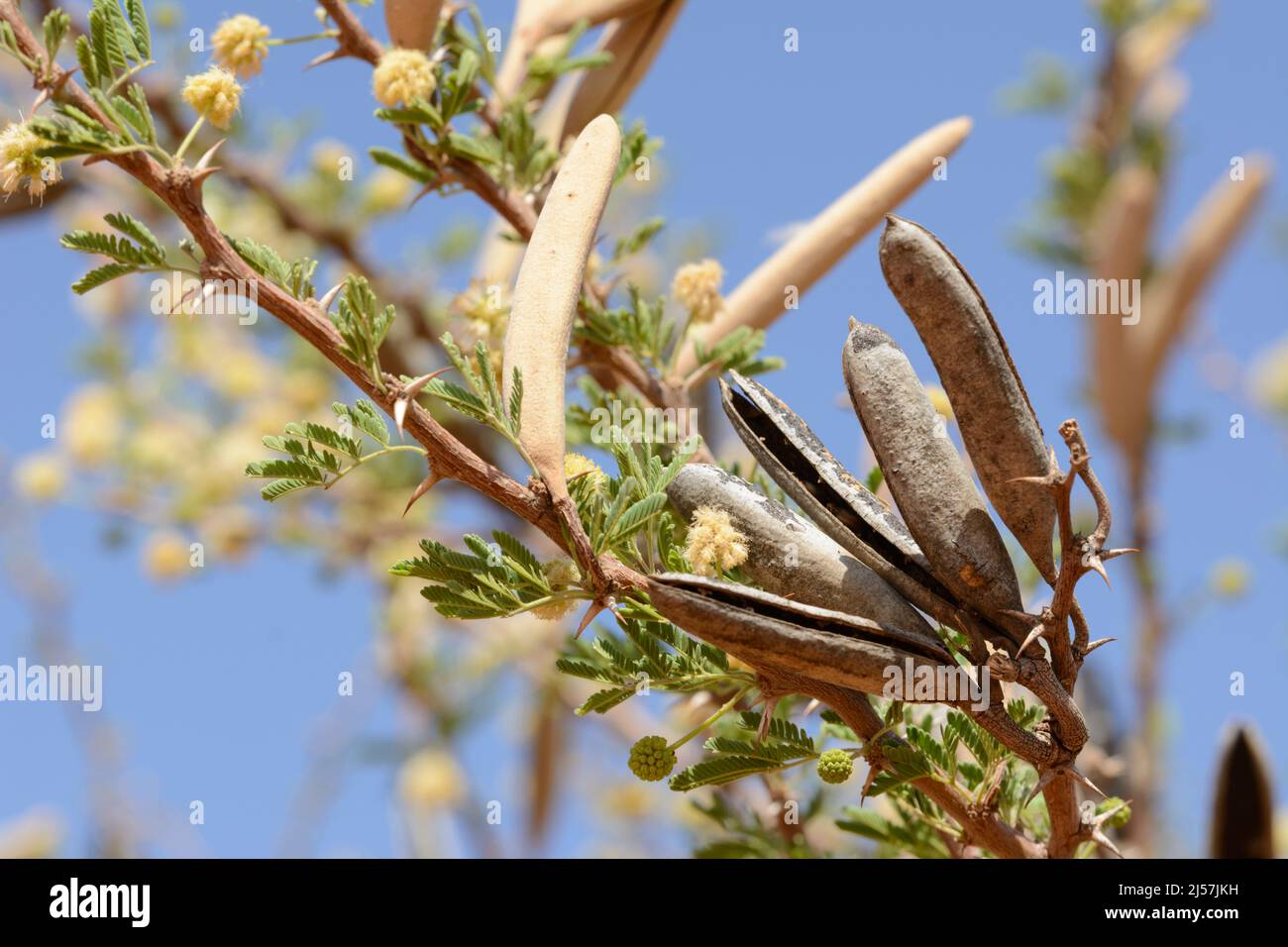 Nahaufnahme eines Akazienzweiges mit gelben Blüten, Dornen und Samenschoten, Kalahari-Wüste, Namibia, Südwestafrika Stockfoto