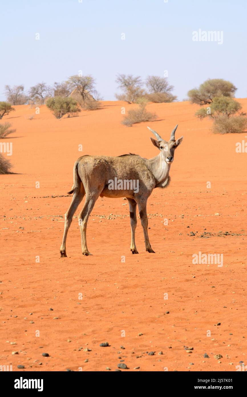 Ein gewöhnliches Eseland (Taurotragus oryx), das über den roten Sand der Kalahari-Wüste, Namibia, Afrika, läuft. Aka das südliche Eland oder die Elanantilope Stockfoto