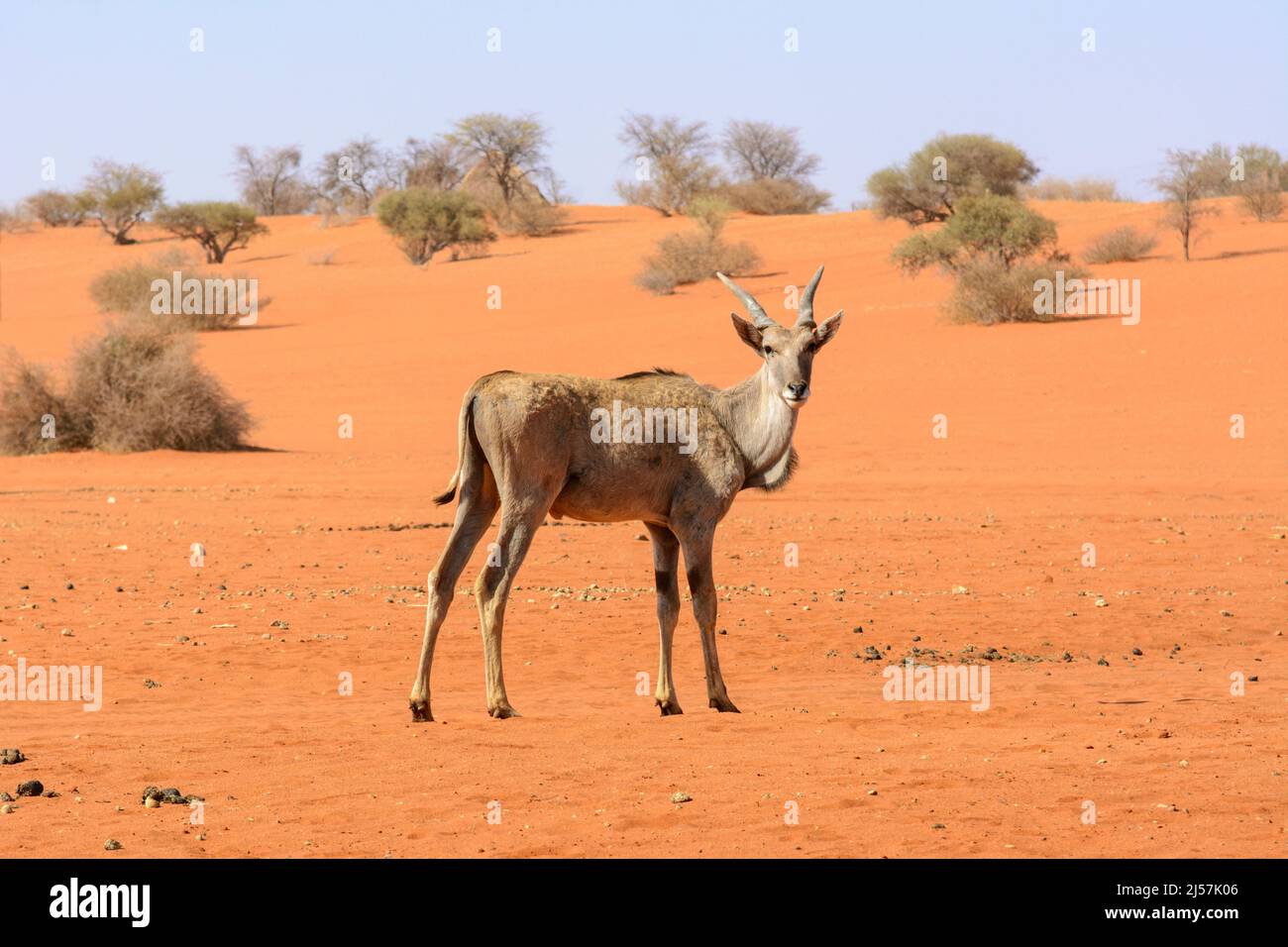Ein gewöhnliches Eseland (Taurotragus oryx), das über den roten Sand der Kalahari-Wüste, Namibia, Afrika, läuft. Aka das südliche Eland oder die Elanantilope Stockfoto