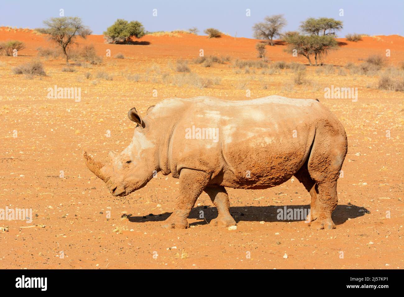 Ein mit Schlamm bedecktes weißes Nashorn (Ceratotherium simum) wandert durch die roten Sanddünen der Kalahari-Wüste, Namibia, Südafrika Stockfoto