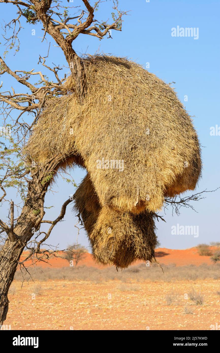 Ein riesiges Vogelnest, das von geselligen Webervögeln (Philetairus socius) gebaut wurde, hängt in einem Baum, der Kalahari-Wüste, der Hardap-Region, Namibia, dem südlichen Afrika Stockfoto